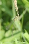 Chalcolestes viridis