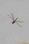 Gomphus pulchellus