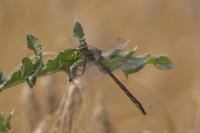 Gomphus pulchellus