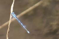 Erythromma lindenii