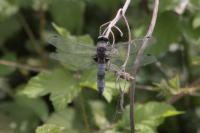 Libellula fulva