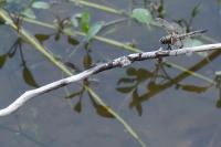 Libellula quadrimaculata