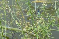 Anax imperator