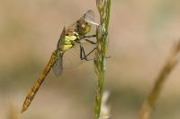 Sympetrum striolatum