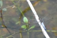 Orthetrum cancellatum