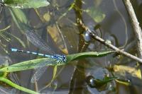 Enallagma cyathigerum