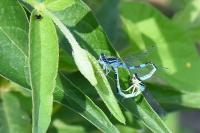 Coenagrion scitulum