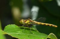 Sympetrum striolatum