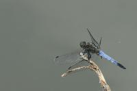 Orthetrum cancellatum