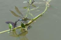 Anax imperator