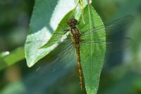 Sympetrum striolatum