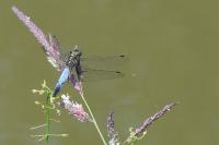 Orthetrum cancellatum
