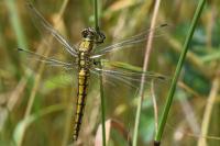Orthetrum cancellatum