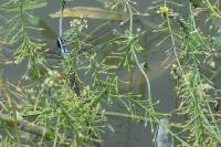 Anax imperator