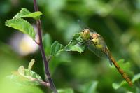 Sympetrum striolatum