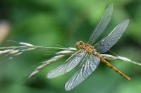 Sympetrum striolatum