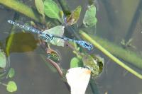 Coenagrion scitulum