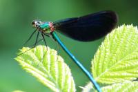 Calopteryx virgo