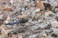 Orthetrum cancellatum