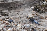 Orthetrum cancellatum