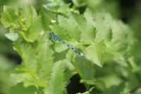 Coenagrion mercuriale