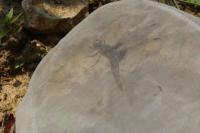 Libellula depressa