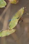 Coenagrion puella