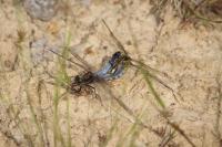 Orthetrum cancellatum