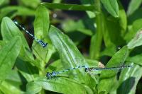 Coenagrion mercuriale