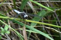 Libellula fulva