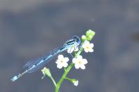 Erythromma lindenii