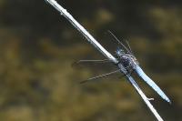 Orthetrum coerulescens