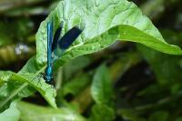 Calopteryx splendens