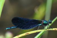 Calopteryx virgo