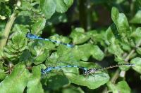 Coenagrion mercuriale