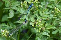 Coenagrion mercuriale