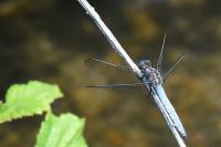 Orthetrum coerulescens