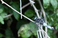 Libellula fulva
