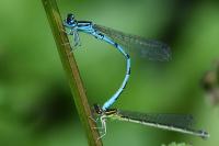 Coenagrion mercuriale