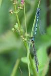 Coenagrion mercuriale