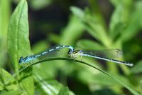 Coenagrion mercuriale
