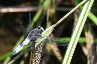Libellula fulva