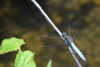 Orthetrum coerulescens