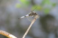 Libellula fulva