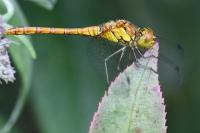 Sympetrum striolatum