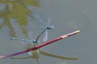 Coenagrion scitulum