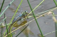 Anax imperator