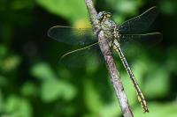 Gomphus pulchellus