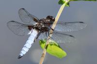 Libellula depressa