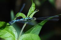 Coenagrion puella
